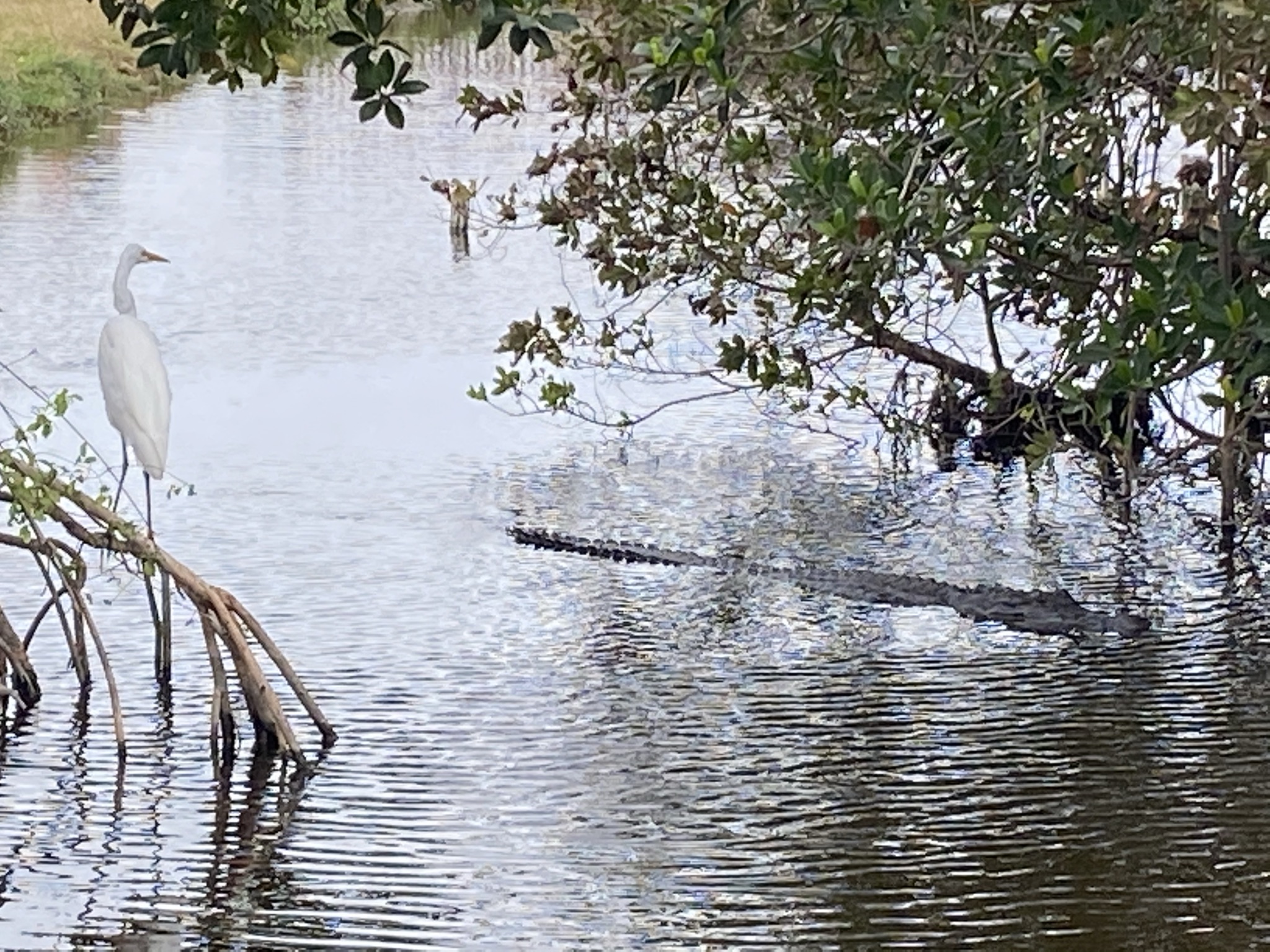 Gator and Egret