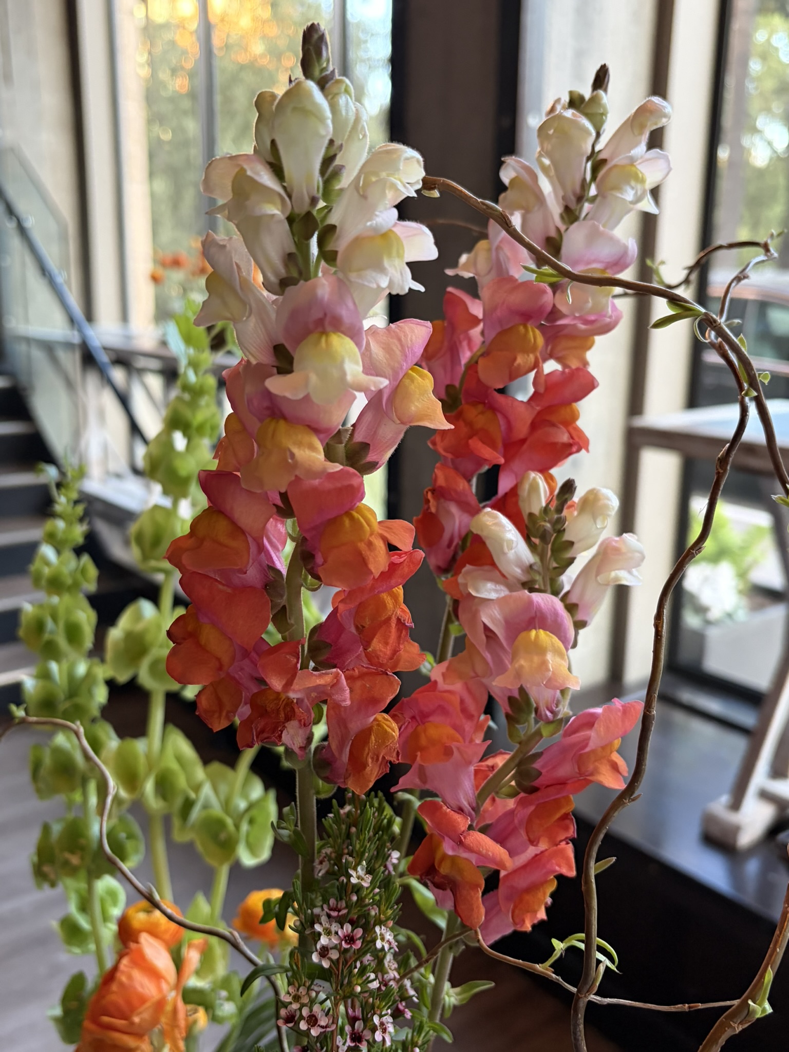 Snapdragons