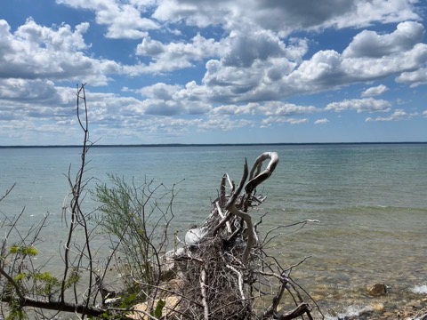 Driftwood on the Shore
