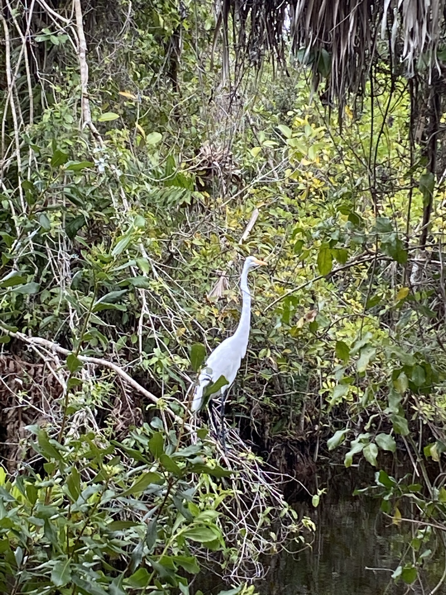 Egret in the Mangroves