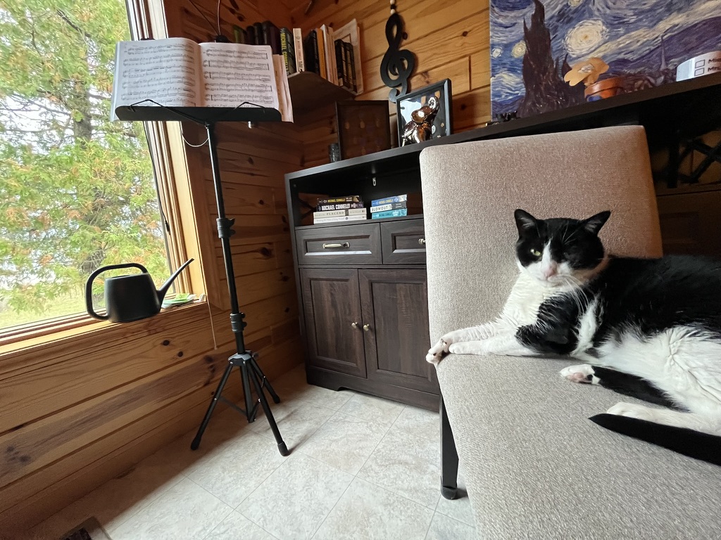 The Music Room Cat