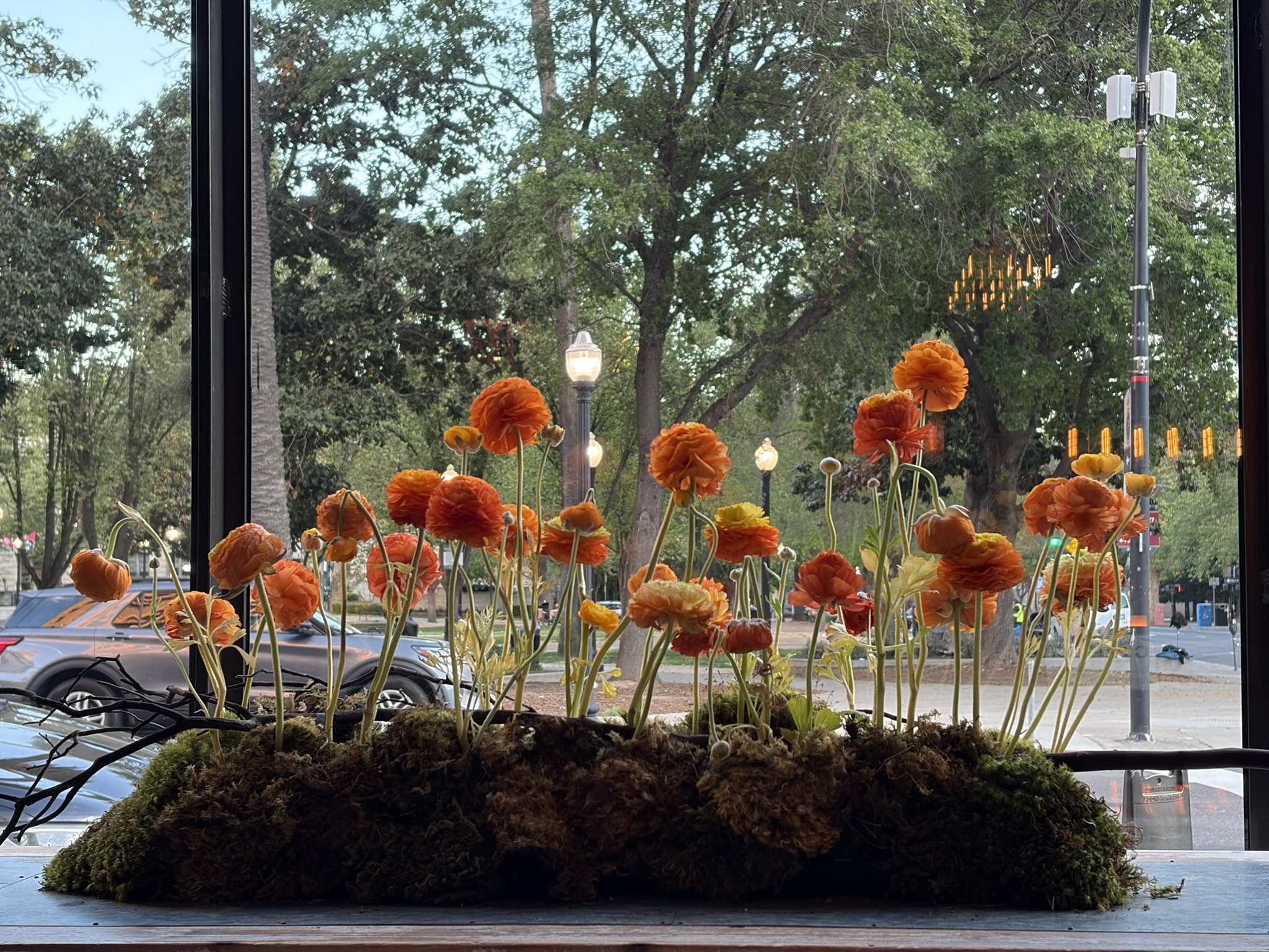 Window Box of Marigolds