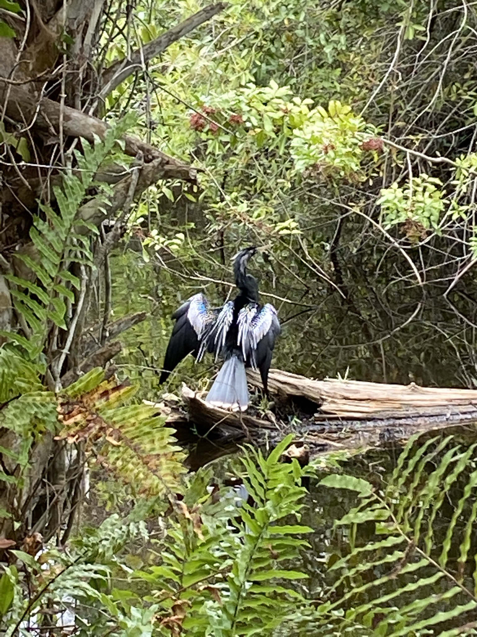 Anhinga Wings