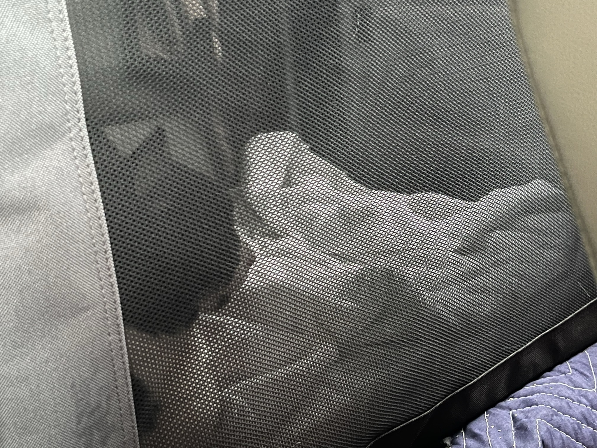 Cat Riding Out the Storm