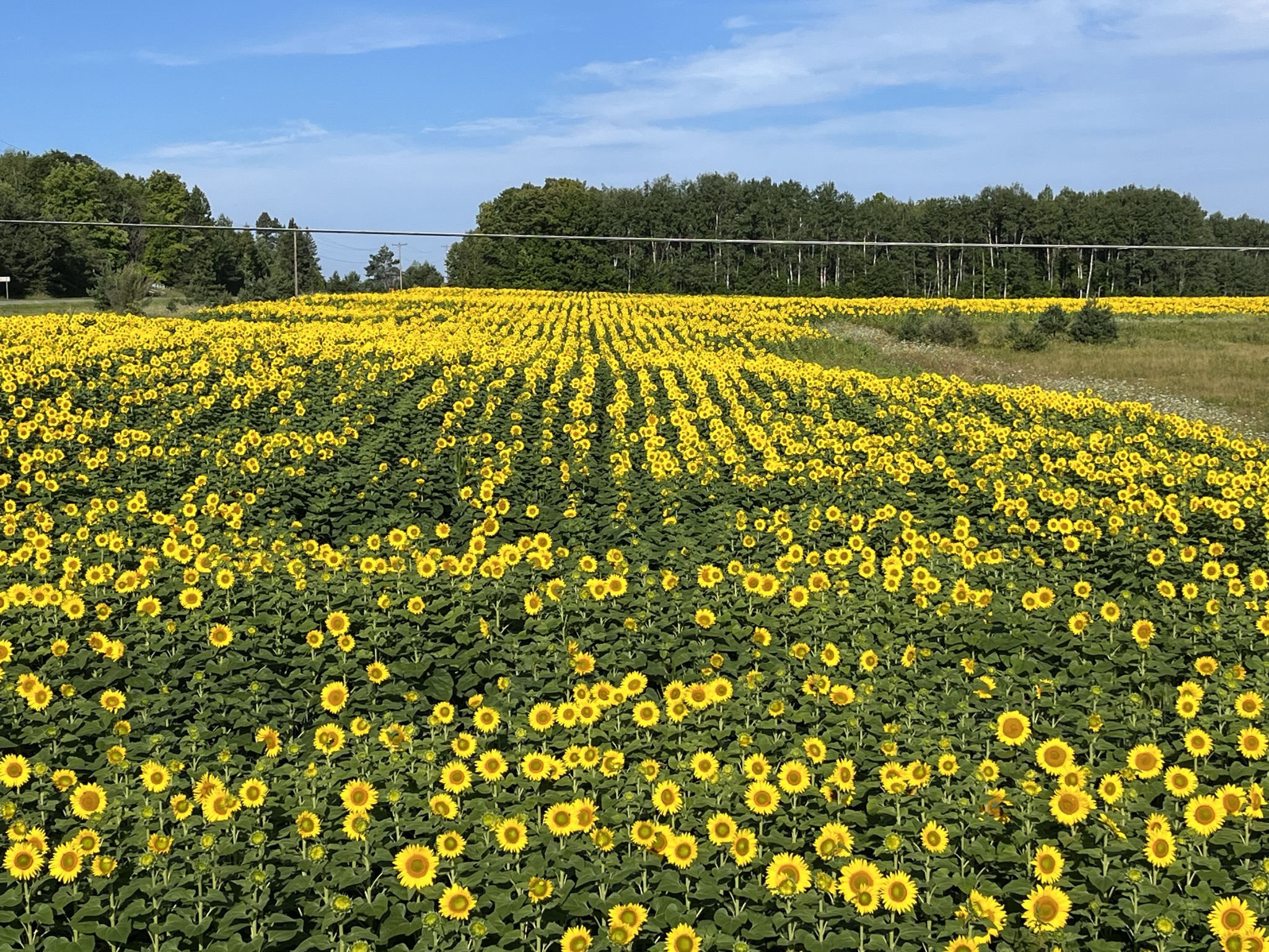 Sunflower Field
