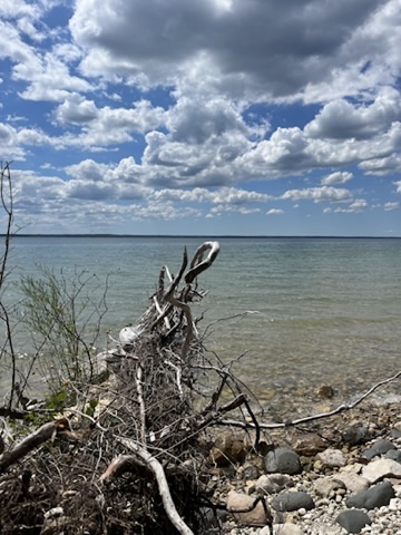 Driftwood at the Lake