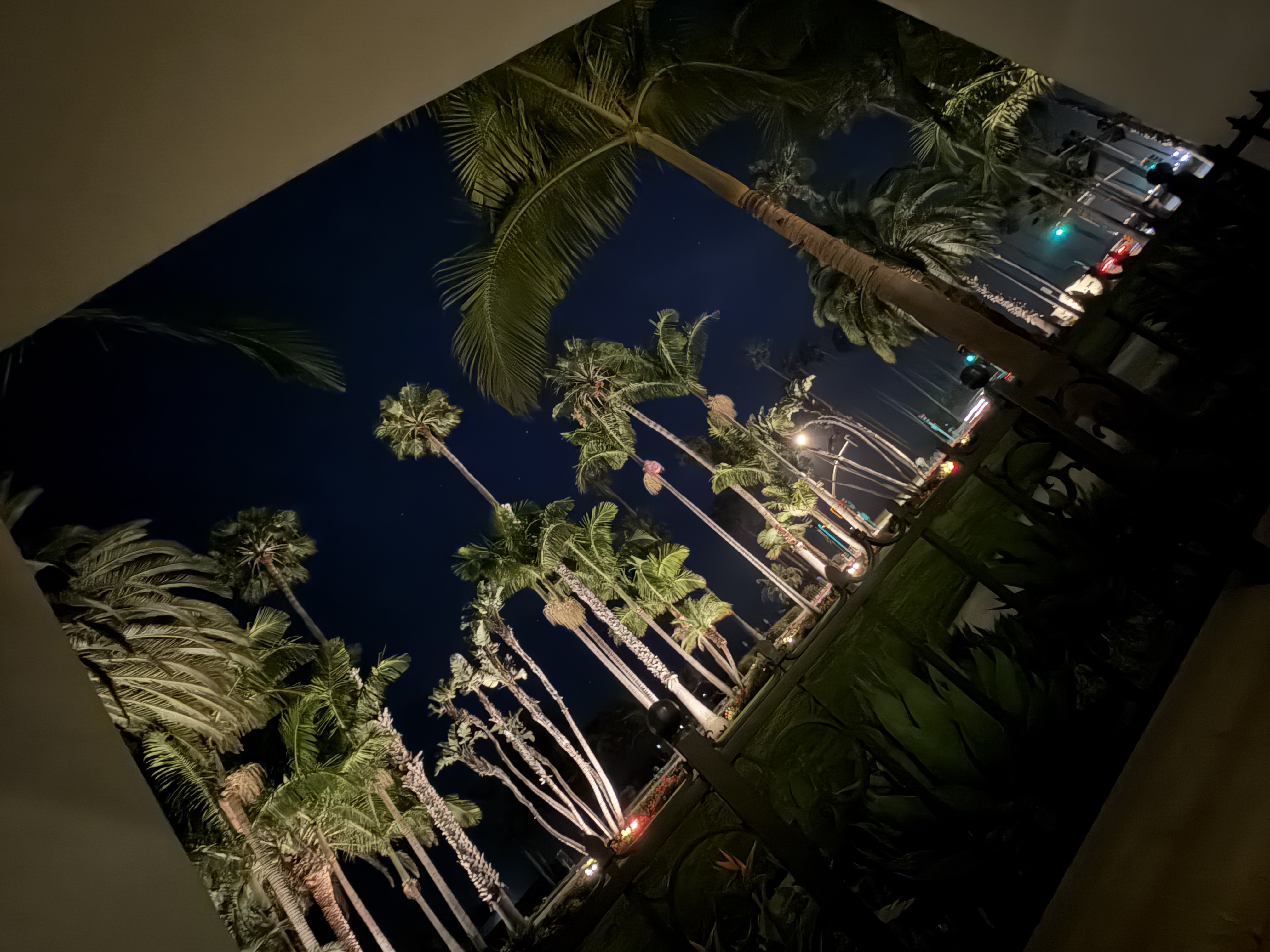 Palms at Night